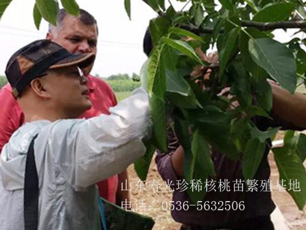 為外賓參觀訂苗